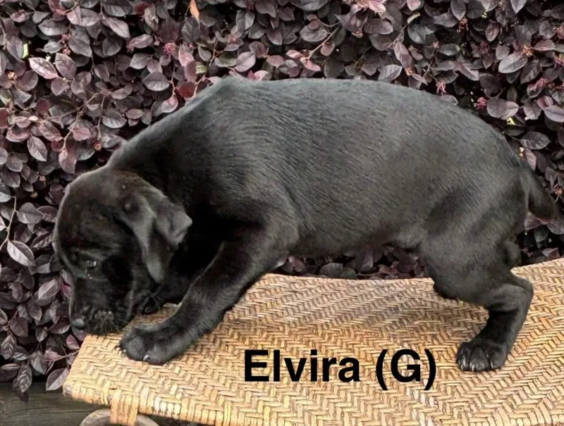 A baby medium-sized female Black Labrador Retriever dog named Elvira for adoption in Parma, OH