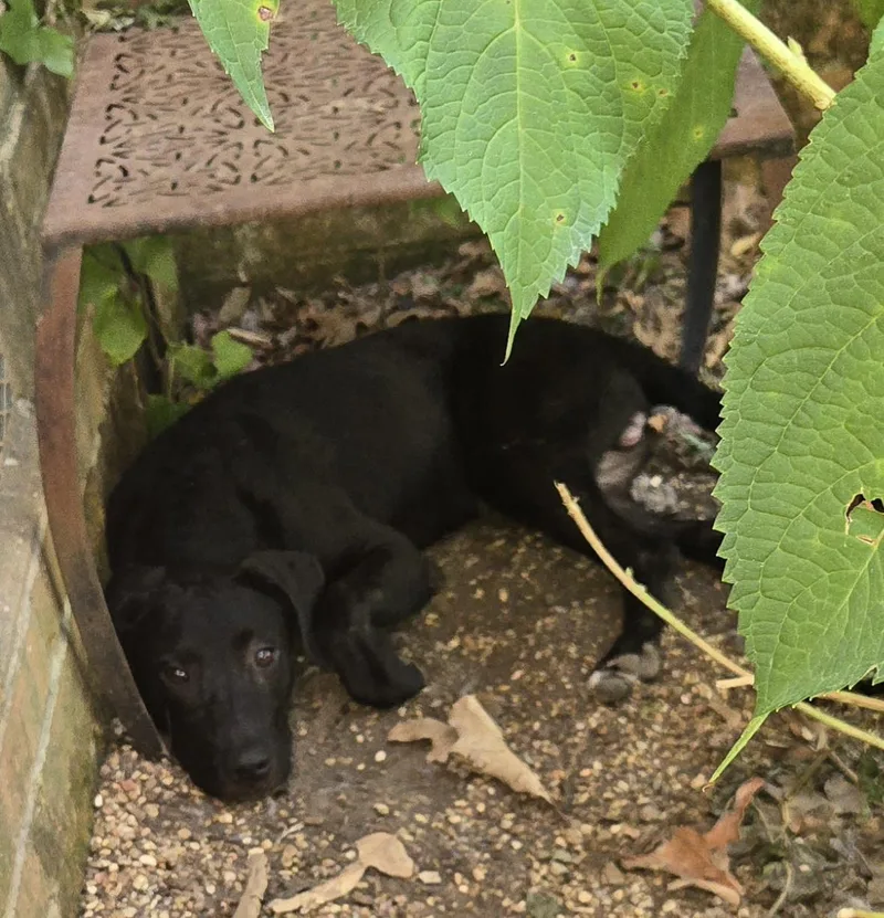A baby medium-sized male Black Labrador Retriever dog named Bambam for adoption in Holly Springs, MS