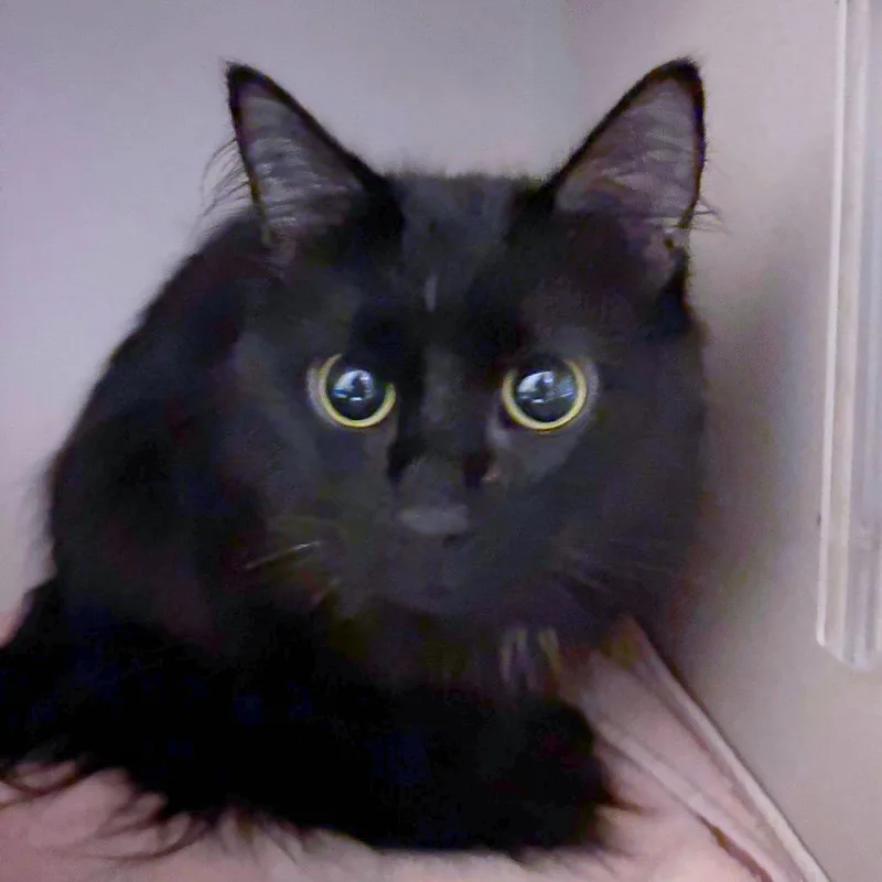 An adult medium-sized female Black Domestic Long Hair cat named Moon Pie for adoption in Providence, RI