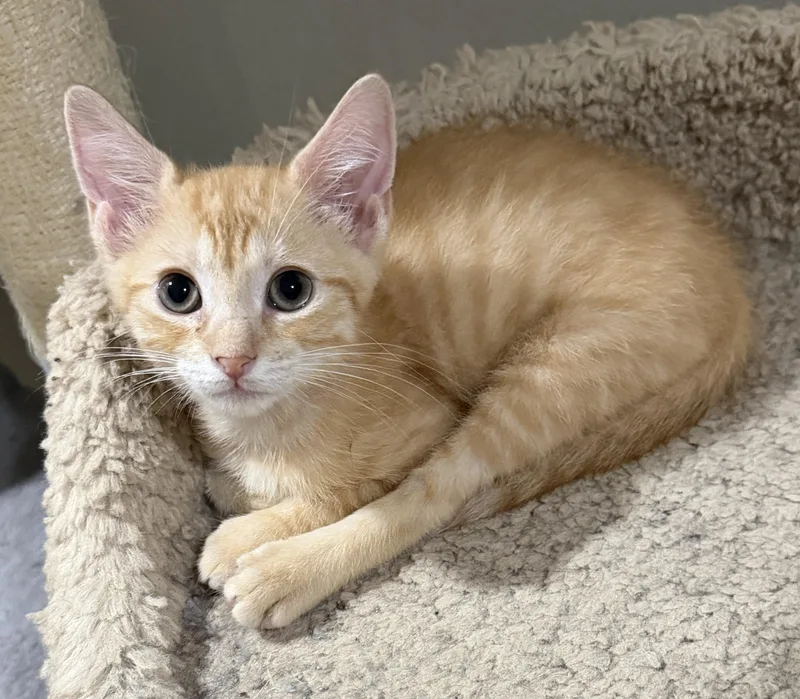 A baby medium-sized male Tabby (Orange / Red) Domestic Short Hair cat named Blaze for adoption in East Hanover, NJ