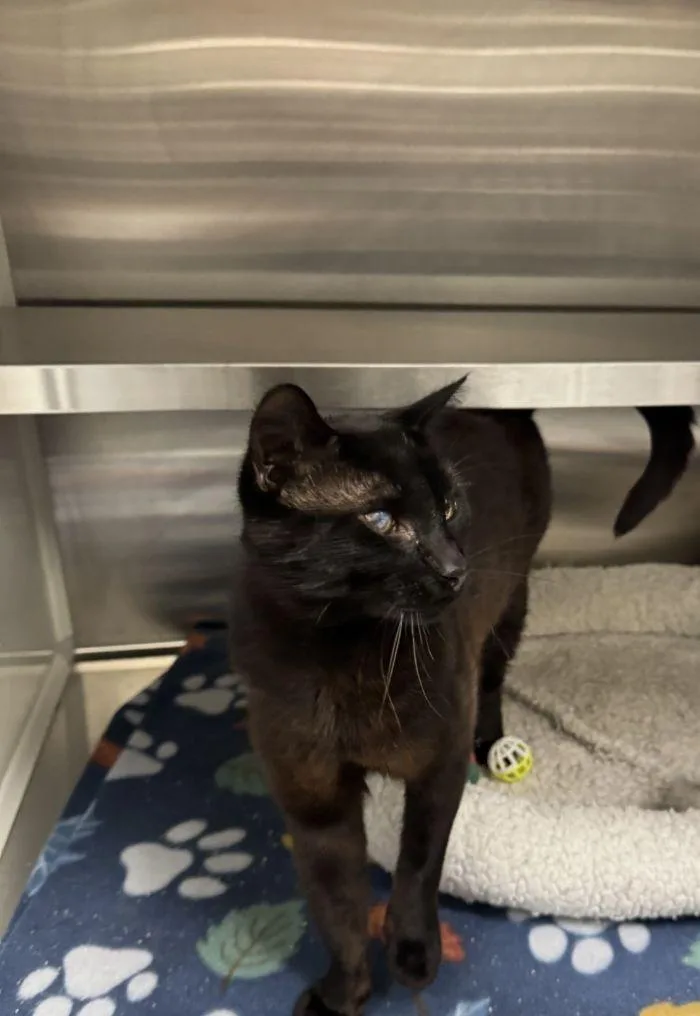 An adult small-sized male Black Domestic Short Hair cat named Cinder for adoption in Hilton Head Island, SC