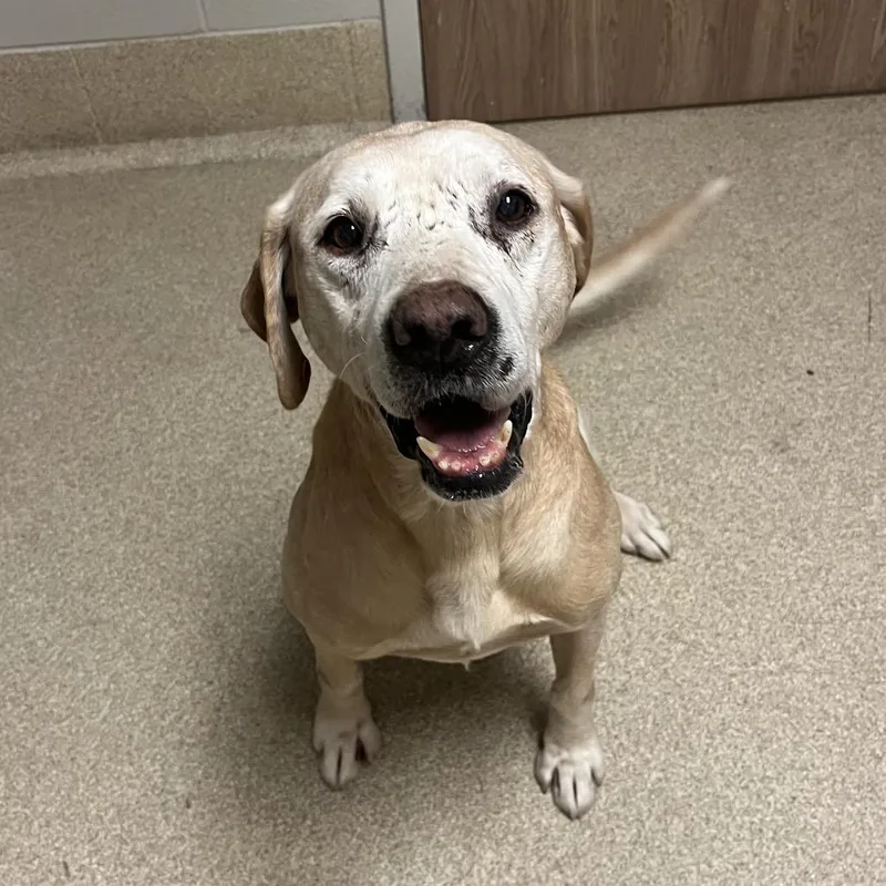 An adult large-sized male Yellow / Tan / Blond / Fawn Labrador Retriever dog named Goldstar for adoption in Bristol, IN