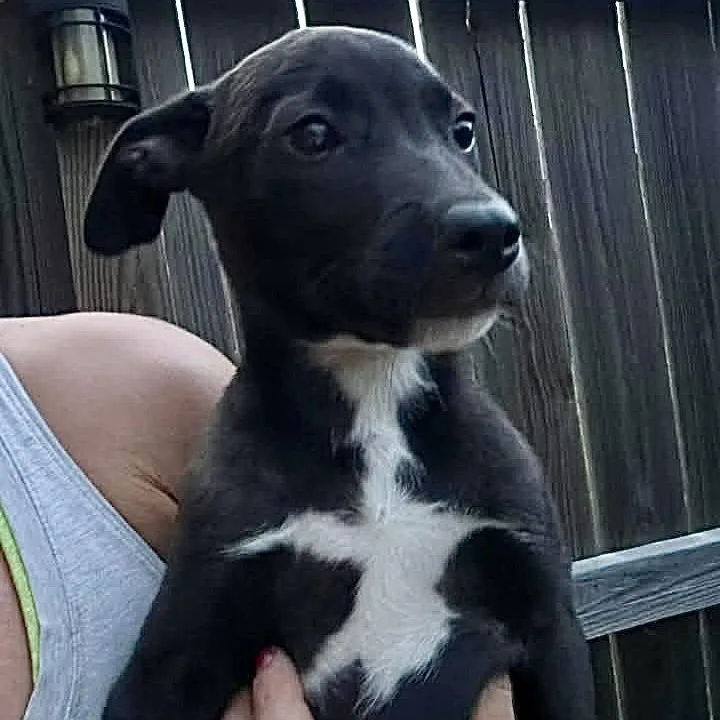 A baby medium-sized female Black Labrador Retriever dog named Yuzu for adoption in Austin, TX