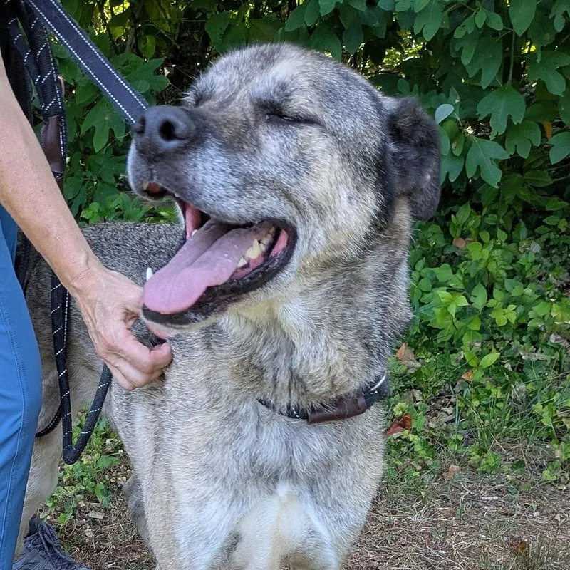 An adult large-sized male Yellow / Tan / Blond / Fawn Anatolian Shepherd dog named Moose for adoption in Charlottesville, VA