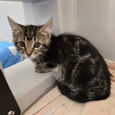 A baby medium-sized female Tabby (Gray / Blue / Silver) Domestic Short Hair cat named River for adoption in Phoenixville, PA