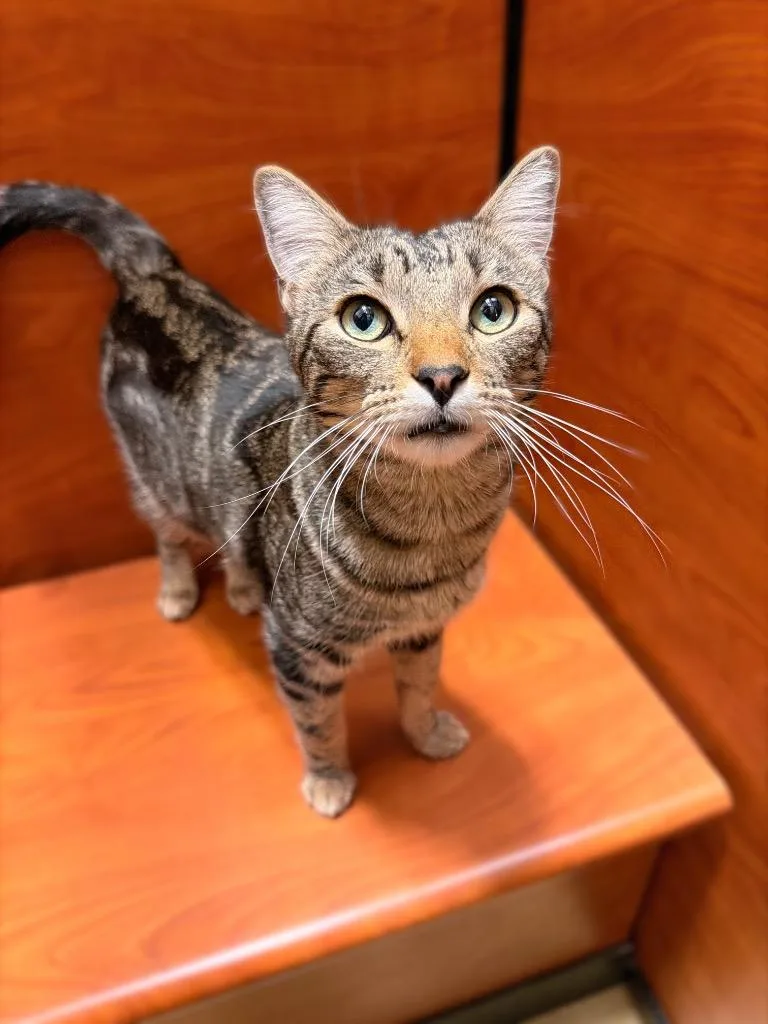 A young small-sized male Domestic Short Hair cat named Magilla for adoption in Thousand Oaks, CA