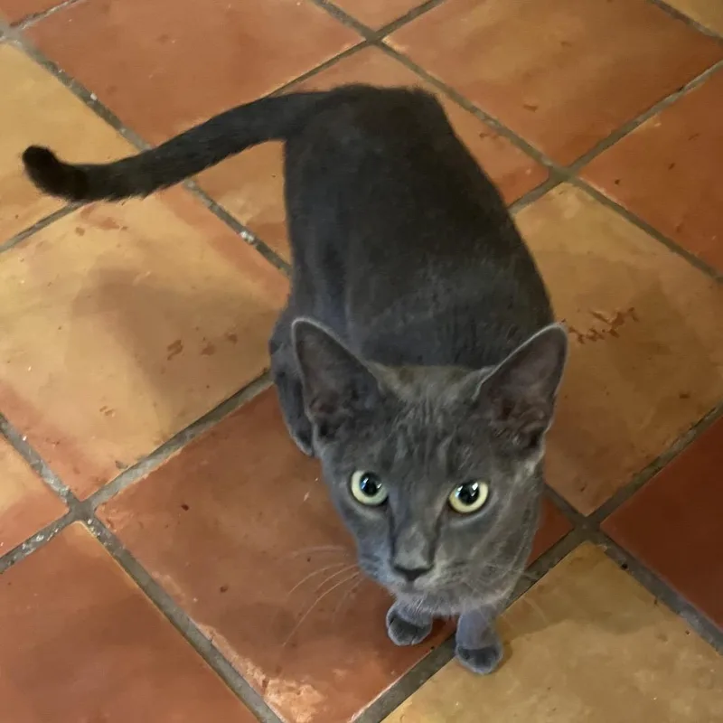 An adult medium-sized female Gray / Blue / Silver Domestic Short Hair cat named Raven for adoption in Hamilton, GA