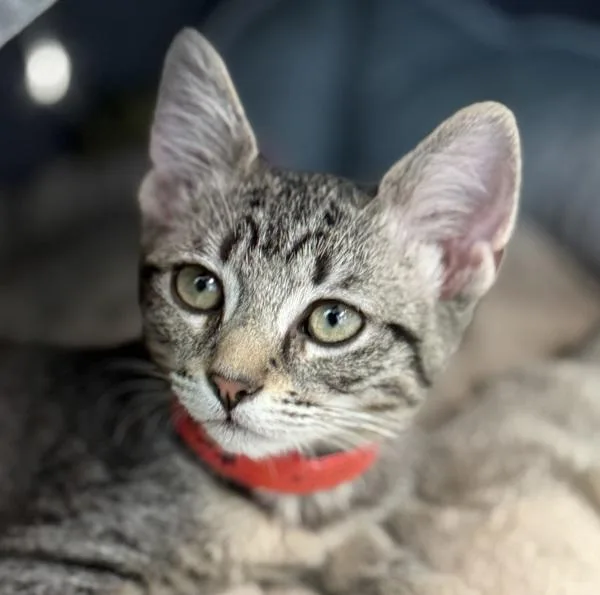 A baby small-sized female Domestic Short Hair cat named Bellatrix for adoption in Golden, CO