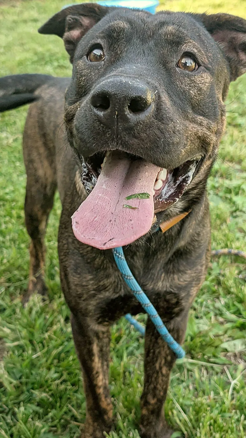An adult medium-sized male Brindle Pit Bull Terrier dog named Istanbul for adoption in Chicago, IL