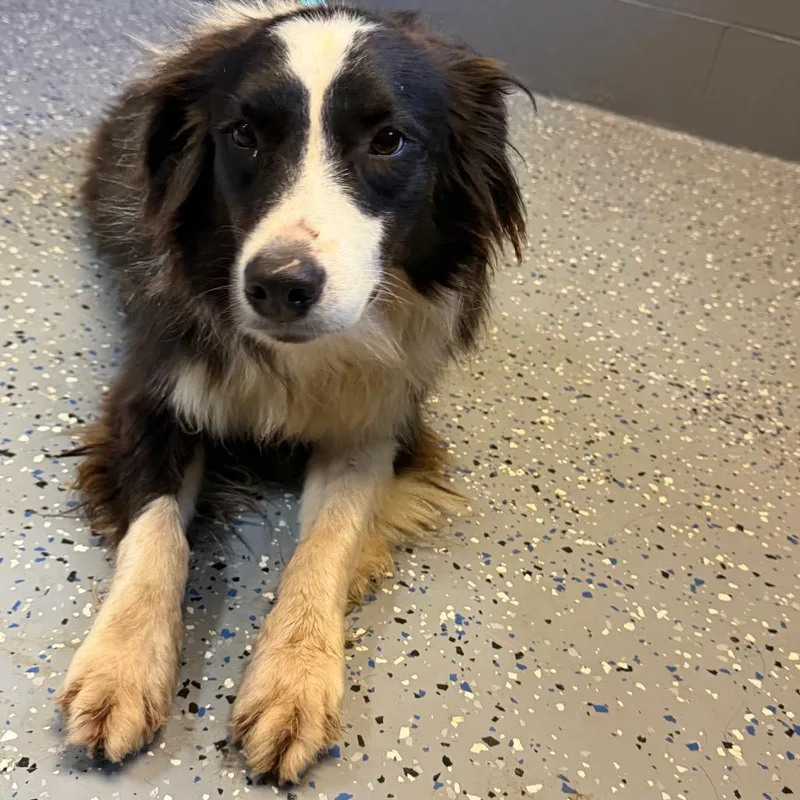 An adult medium-sized female Black Australian Shepherd dog named Tuscstray_ for adoption in Tuscaloosa, AL