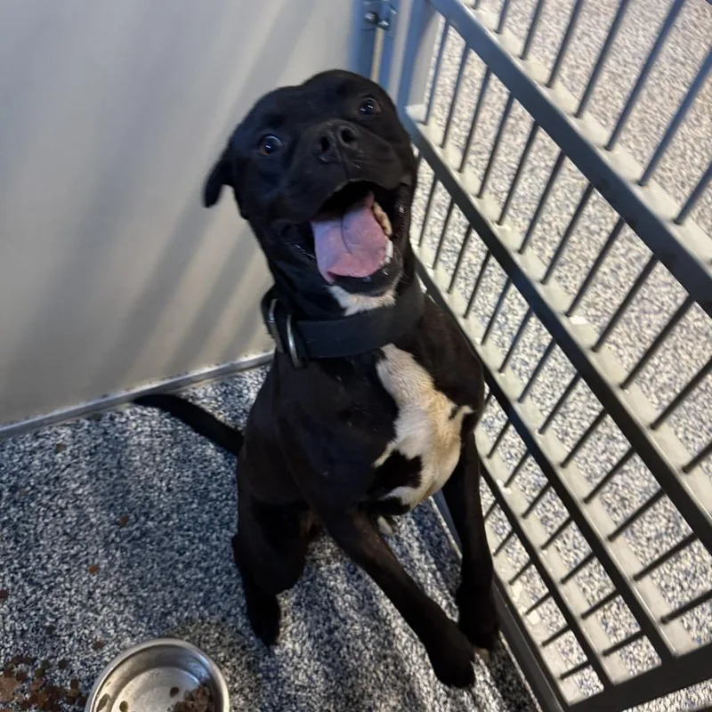An adult large-sized male Black Mixed Breed dog named Caishen for adoption in Binghamton, NY