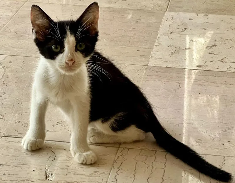 A baby small-sized male Black & White / Tuxedo Domestic Short Hair cat named Jasper for adoption in Wellington, FL
