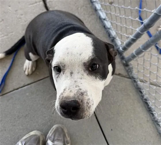 A young medium-sized female American Staffordshire Terrier dog named Kendall for adoption in Bakersfield, CA