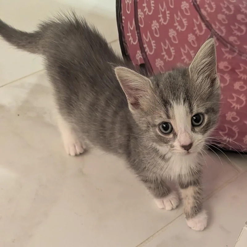 A baby small-sized female Gray / Blue / Silver Domestic Short Hair cat named Fennel In Frederick  for adoption in Alexandria, VA