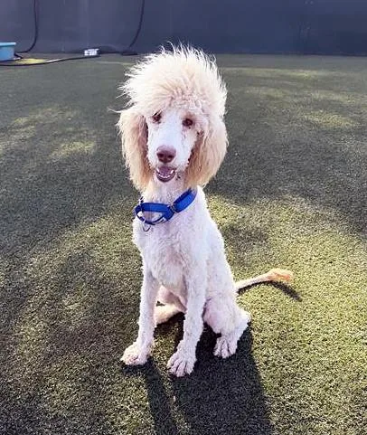 A young medium-sized female White / Cream Mixed Breed dog named Sudoku for adoption in Nashville, TN