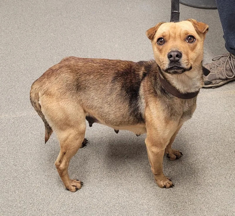 An adult medium-sized female Terrier dog named Sarahstella for adoption in Hopkinsville, KY