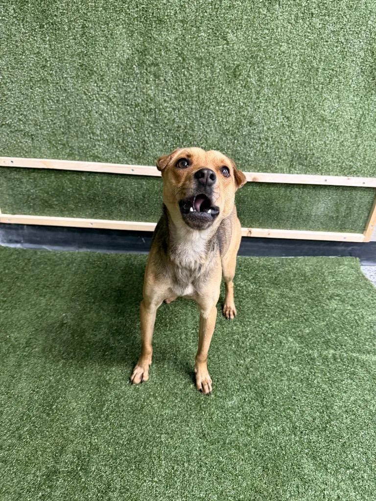 Sarahstella thumbnail 2