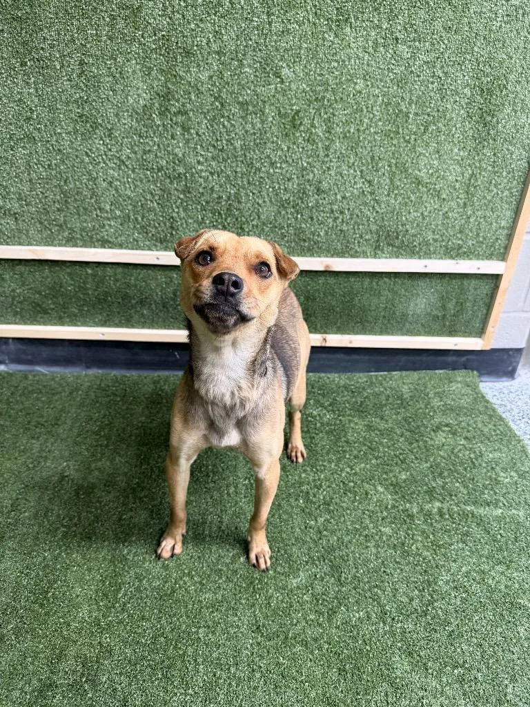 Sarahstella thumbnail 3