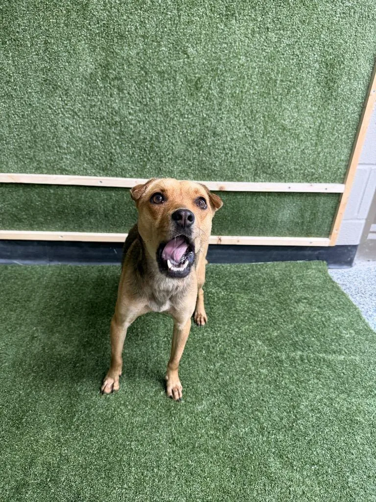 Sarahstella thumbnail 4