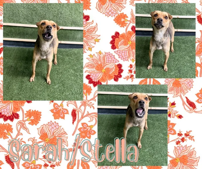 Sarahstella thumbnail 5