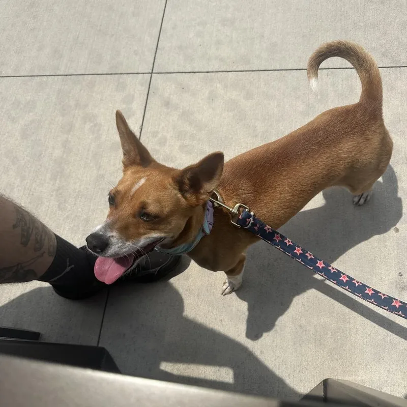An adult small-sized female Yellow / Tan / Blond / Fawn Mixed Breed dog named Patty for adoption in Uniontown, PA