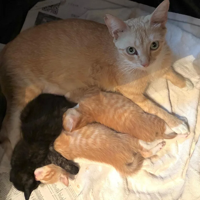 An adult medium-sized female Orange / Red Domestic Short Hair cat named Madison for adoption in San Antonio, TX