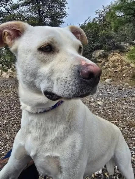 An adult medium-sized female Mixed Breed dog named Macy for adoption in Chino valley, AZ