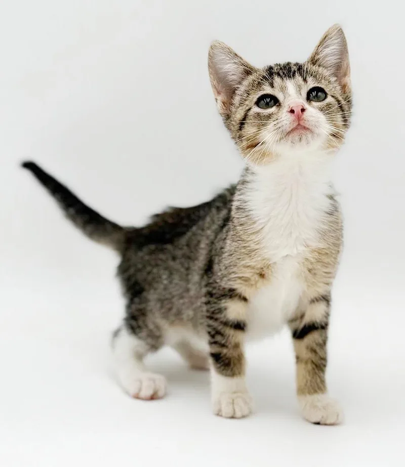 A baby small-sized male White Bengal cat named Charlie is a LOVER for adoption in Bedford Hills, NY
