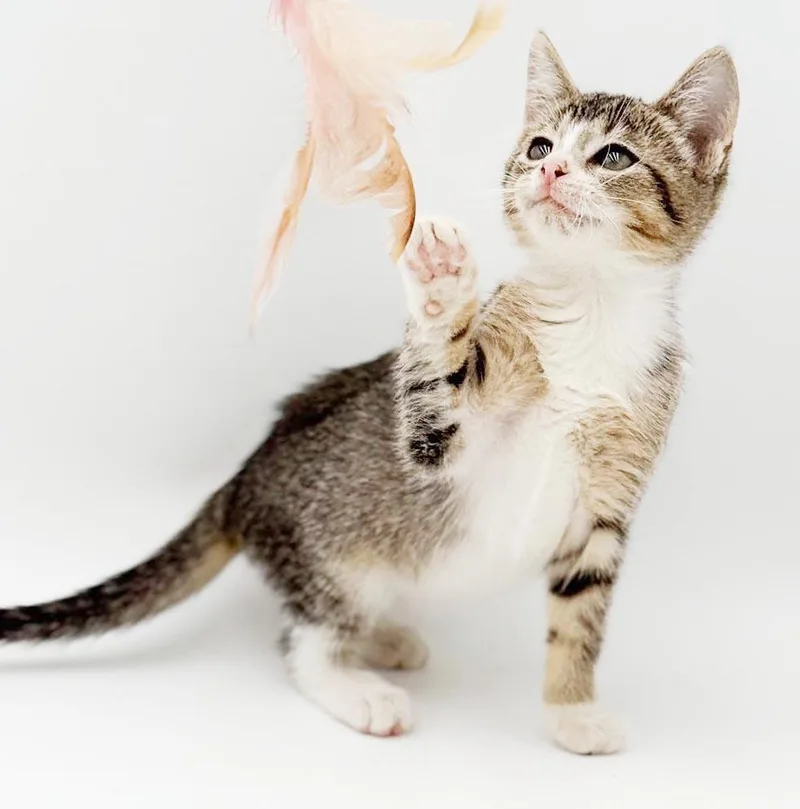 Charlie is a LOVER thumbnail 3