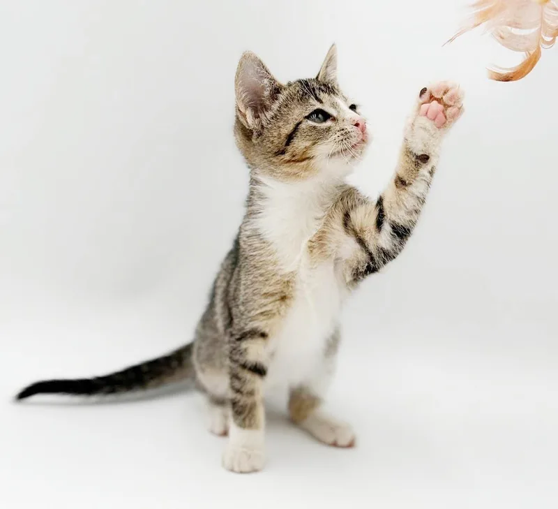 Charlie is a LOVER thumbnail 4