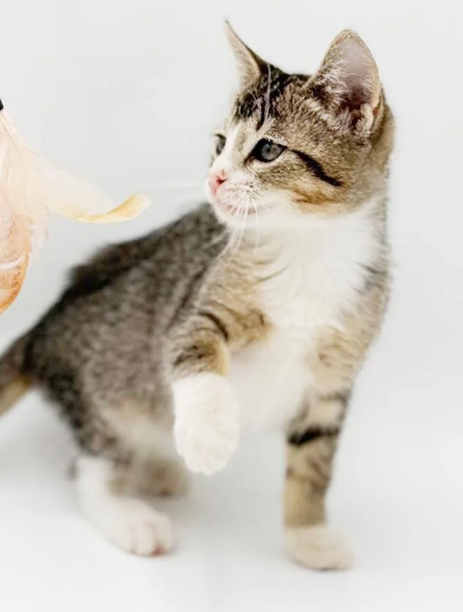 Charlie is a LOVER thumbnail 6