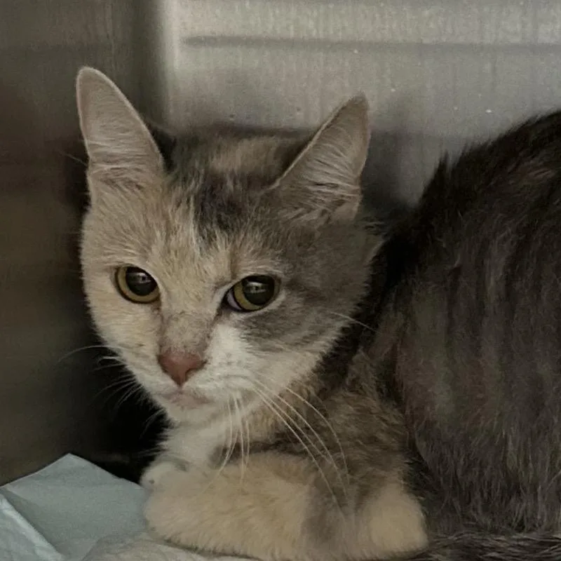 An adult small-sized female Domestic Short Hair cat named Ivory Walagorski for adoption in Corbin, KY