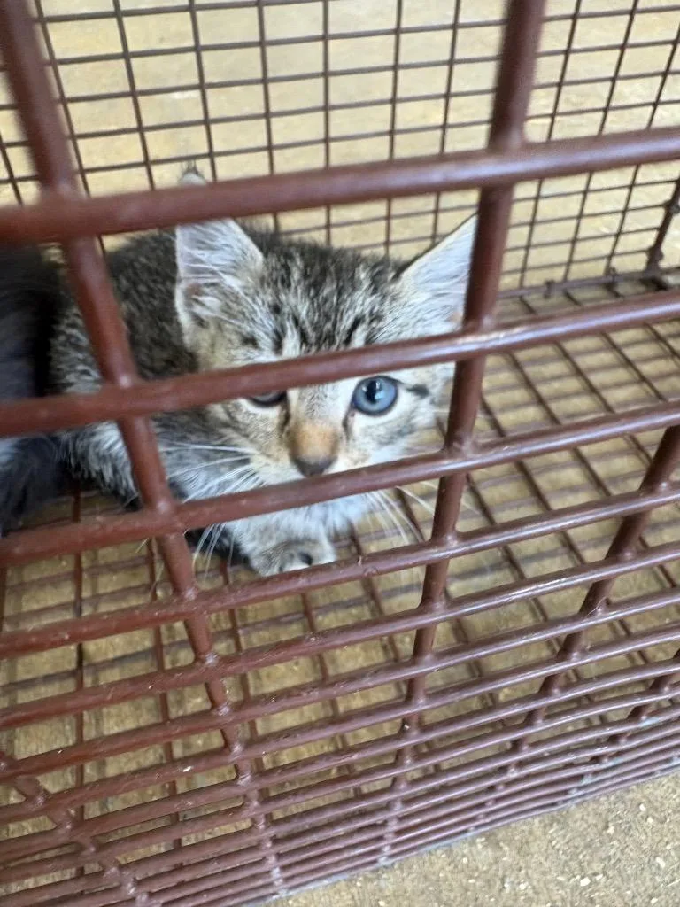 A baby small-sized female Domestic Short Hair cat named Scully for adoption in Brownwood, TX
