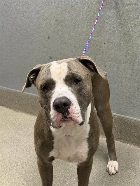 An adult medium-sized male Pit Bull Terrier dog named Bart for adoption in Las Vegas, NV