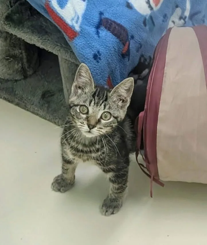 A young medium-sized female Tabby (Tiger Striped) Domestic Short Hair cat named Engine Bay for adoption in Colonial Heights, VA