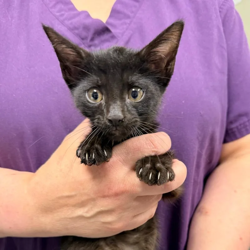 A baby small-sized male Domestic Short Hair cat named Tide for adoption in Ewing, NJ