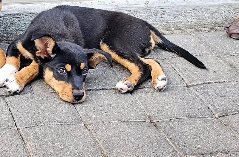 A baby small-sized female Mixed Breed dog named Posh Spice for adoption in Mesa, AZ
