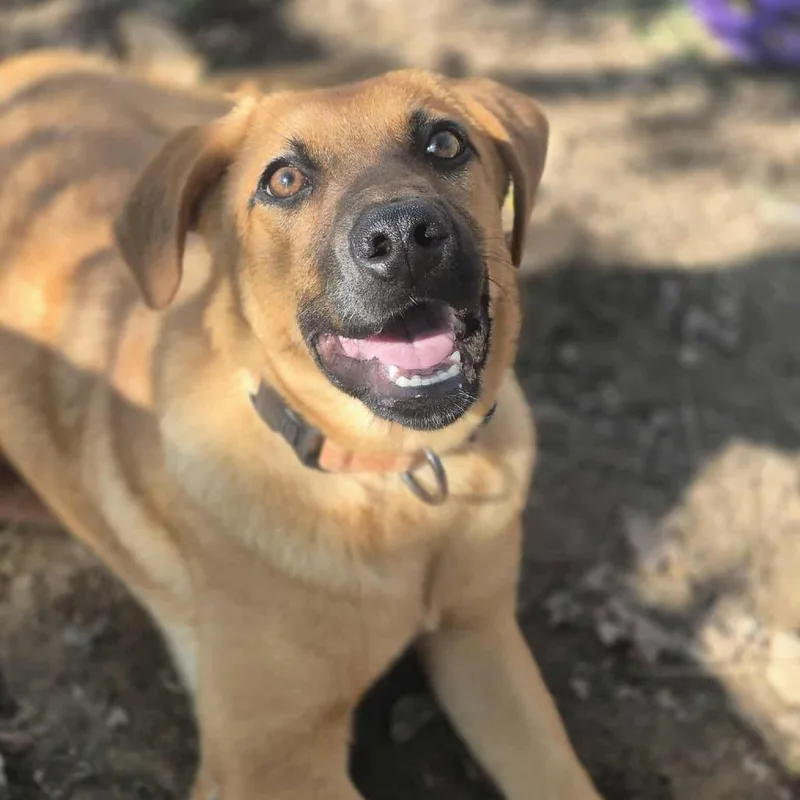A young small-sized female Red / Chestnut / Orange Mixed Breed dog named Alice for adoption in Dover, AR