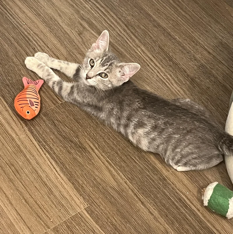A baby small-sized female Tabby (Gray / Blue / Silver) Domestic Short Hair cat named Kelly for adoption in Richmond, VA