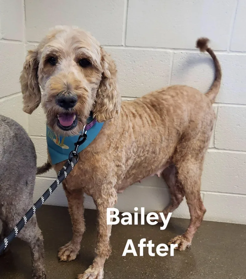 A young large-sized female Apricot / Beige Goldendoodle dog named Bailey for adoption in Salisbury, NC