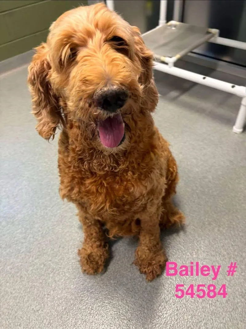Bailey thumbnail 2