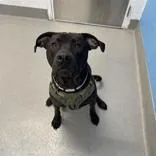 An adult large-sized male Black Mixed Breed dog named Gojo for adoption in Hilliard, OH