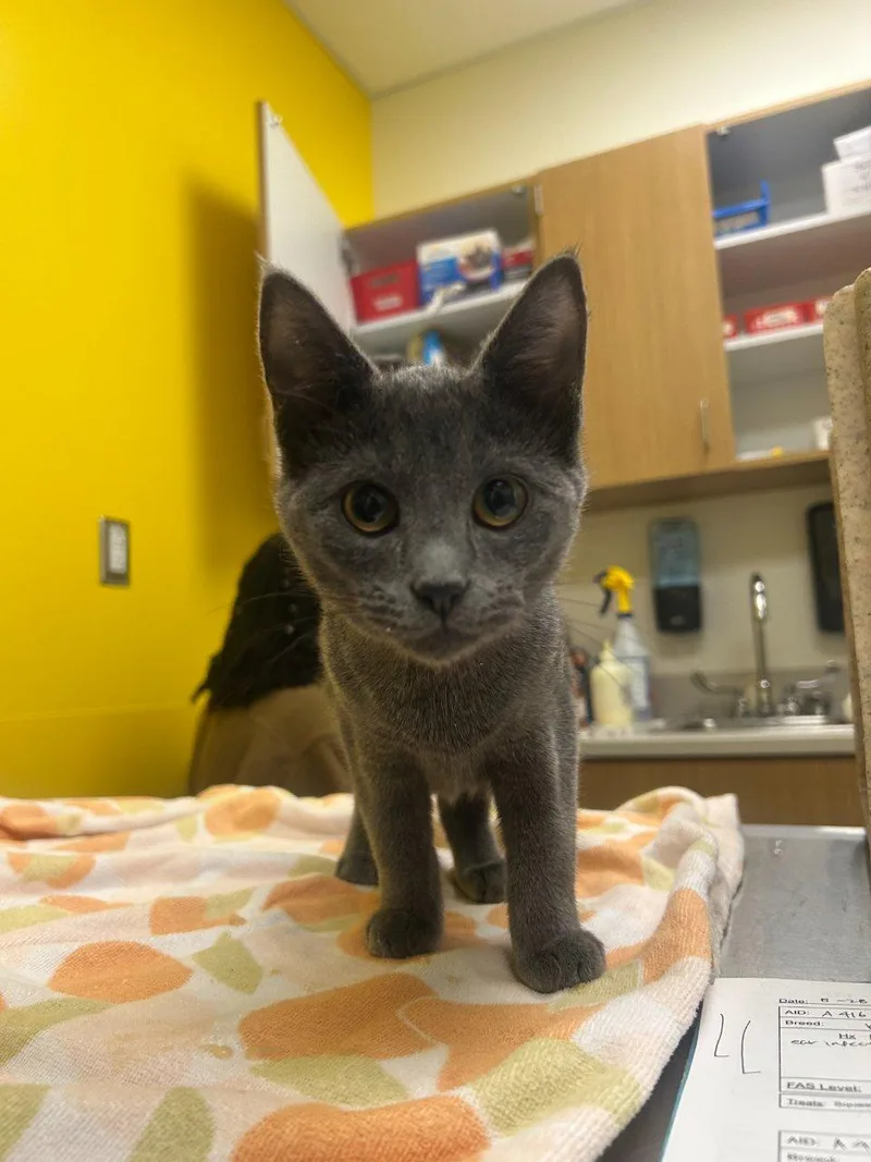 A baby small-sized female Blue Cream Domestic Short Hair cat named Biscuit for adoption in Raleigh, NC