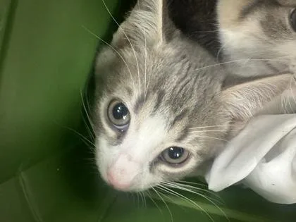 A baby small-sized male Domestic Short Hair cat named Sir Dunk for adoption in Palm Coast, FL