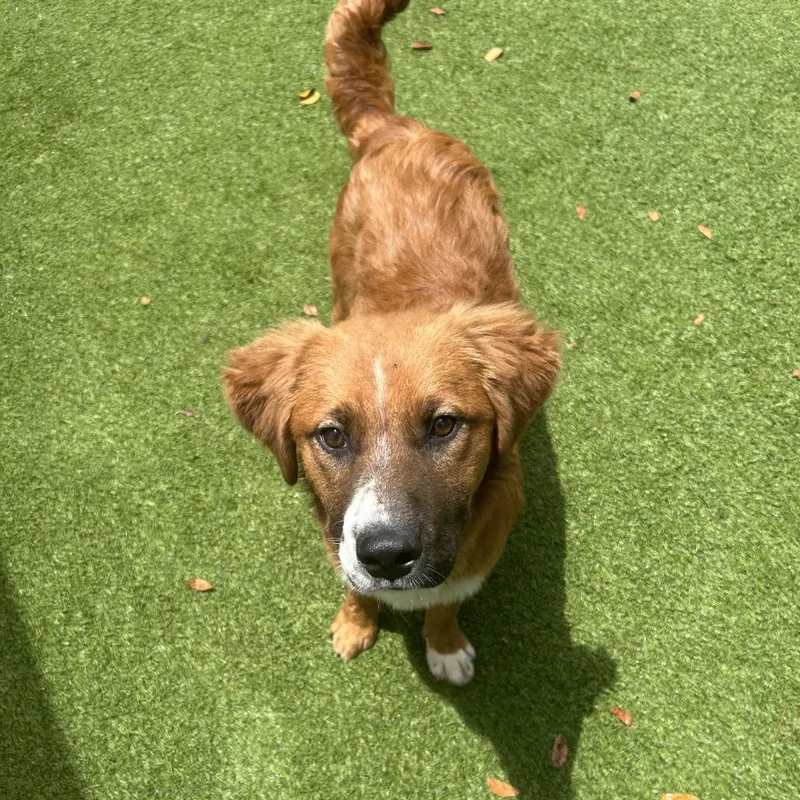 A young medium-sized male Brown / Chocolate Mixed Breed dog named Jabarkus for adoption in LOXAHATCHEE, FL