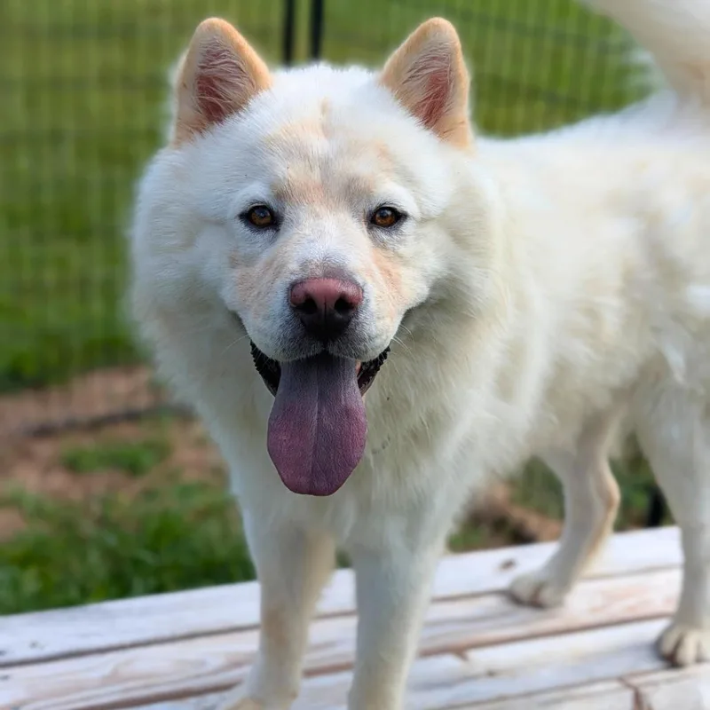 An adult medium-sized male White / Cream Chow Chow dog named Peking for adoption in Tyrone, GA
