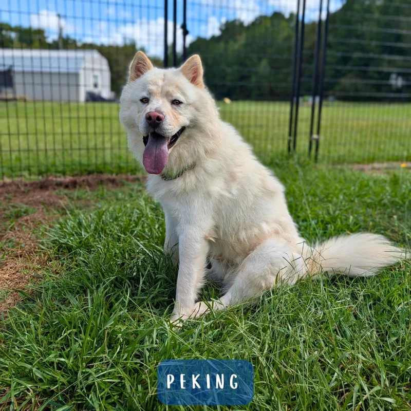 Peking thumbnail 3