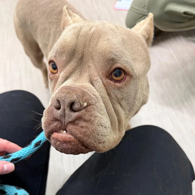 An adult medium-sized female Gray / Blue / Silver American Staffordshire Terrier dog named Bonnie for adoption in Reno, NV