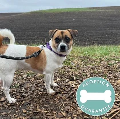 An adult small-sized female Mixed Breed dog named Patricia Beaumont for adoption in Janesville, WI