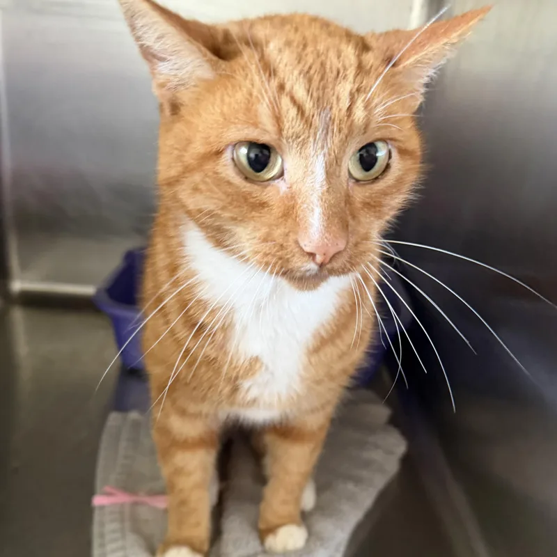 A young medium-sized male Tabby (Orange / Red) Domestic Short Hair cat named Rusty for adoption in Trenton, MO